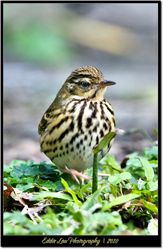 OBP_4.jpg