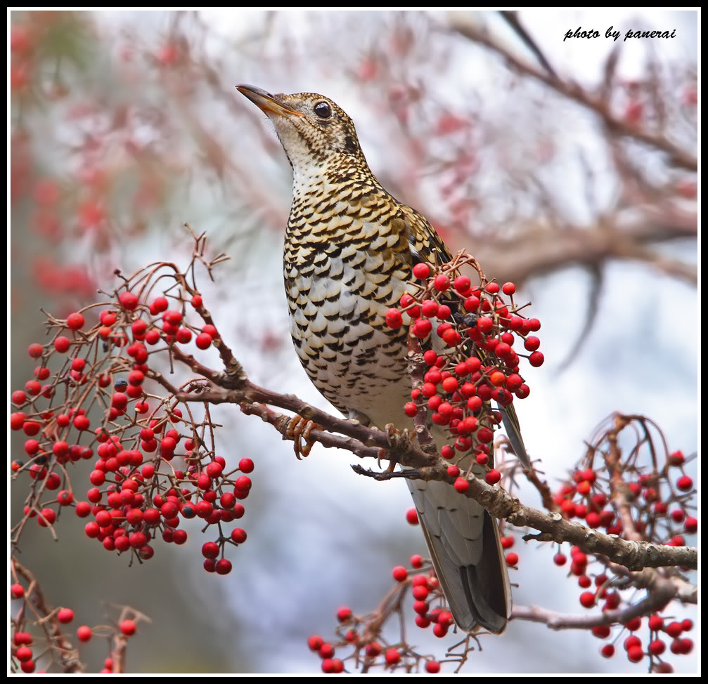SCALYTHRUSH2010TAIWAN1.jpg