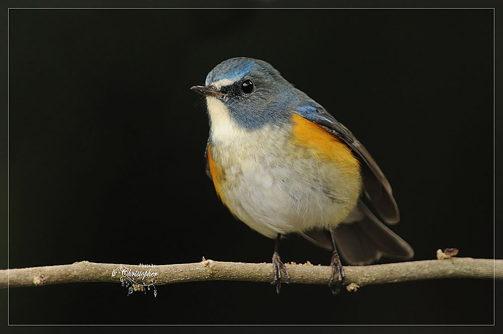 ZHKBirds2010_001c2.jpg
