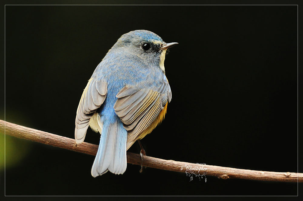ZHKBirds2010_003c2.jpg