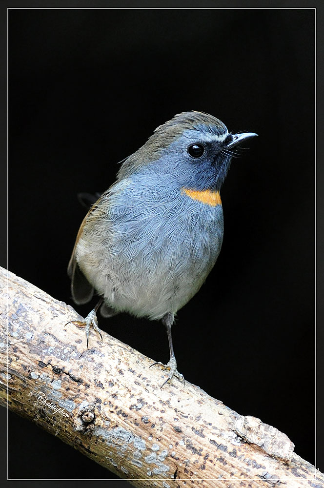 ZHKBirds2010_018.jpg
