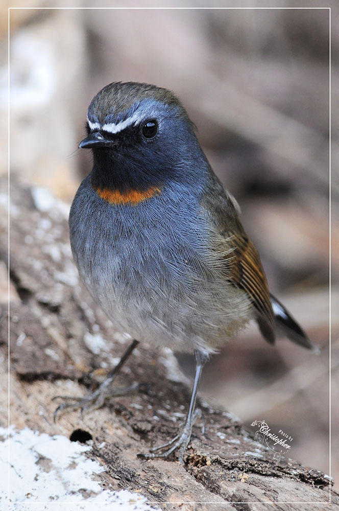 ZHKBirds2010_021.jpg