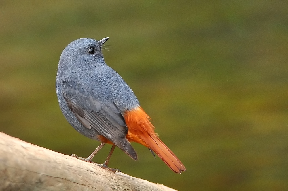 original_004.jpg