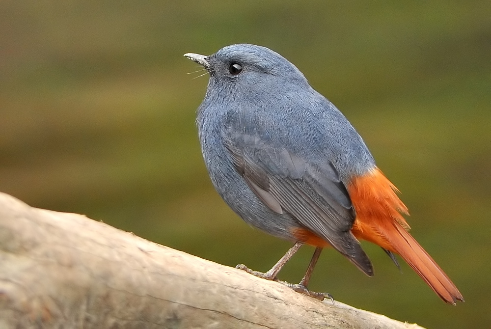 original_005.jpg