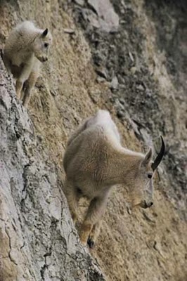 crazy_goats_06.jpg