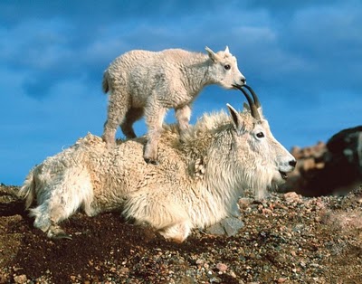 crazy_goats_07.jpg