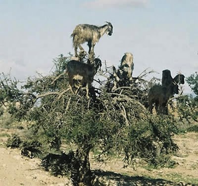 crazy_goats_08.jpg