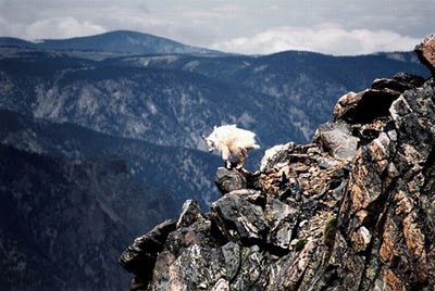 crazy_goats_09.jpg