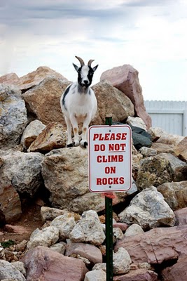 crazy_goats_11.jpg