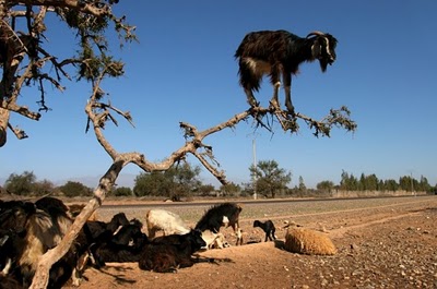 crazy_goats_14.jpg