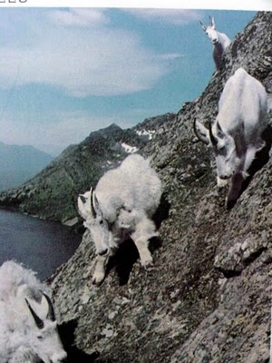 crazy_goats_15.jpg