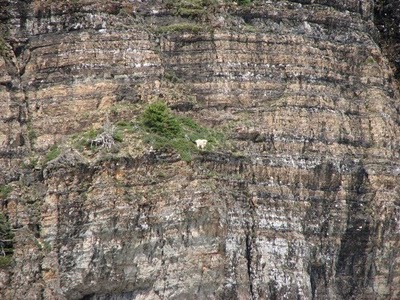 crazy_goats_18.jpg