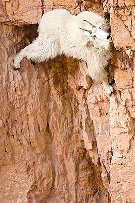 crazy_goats_22.jpg