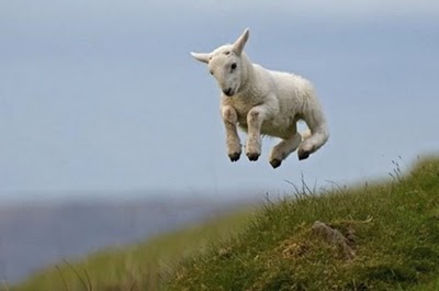 crazy_goats_24.jpg