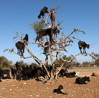 crazy_goats_28.jpg