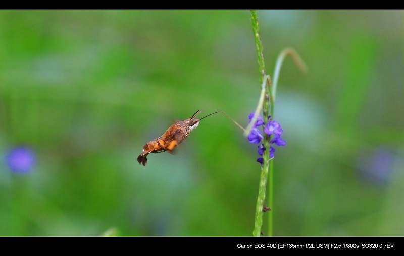 20091103_372bdc8031317b3d6d77HEO4MZVXUNsW.jpg