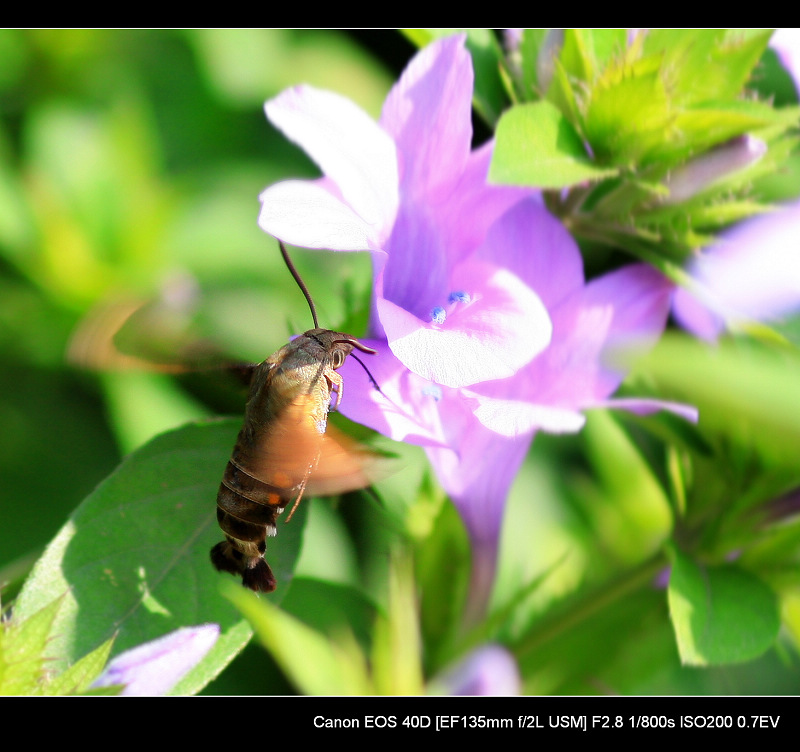 20091103_41a91a960c84e348322bp9vG7WzGPcyW.jpg