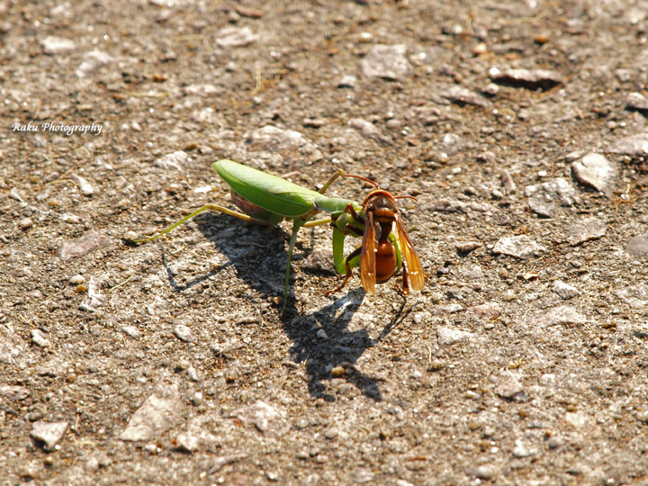 PA107975.jpg