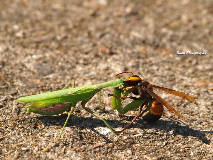 PA107989.jpg