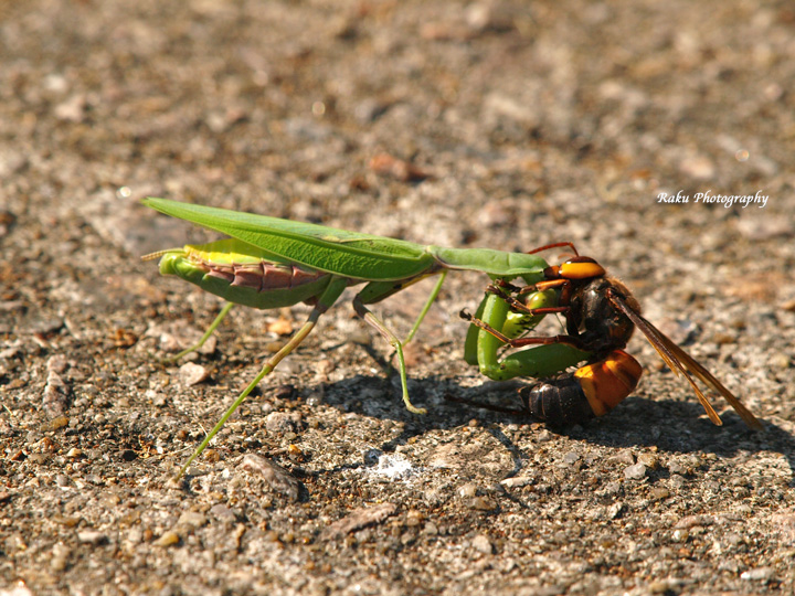 PA107992.jpg
