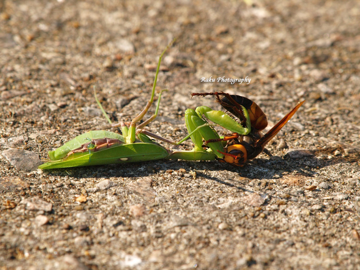 PA107998.jpg