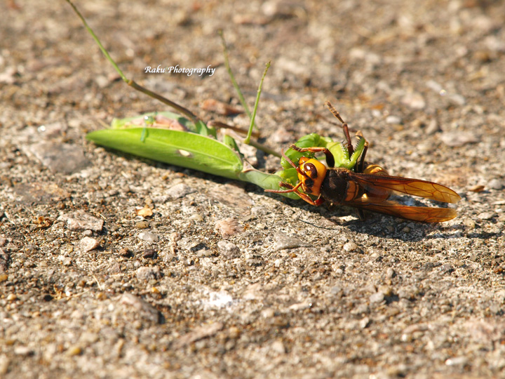 PA108010.jpg