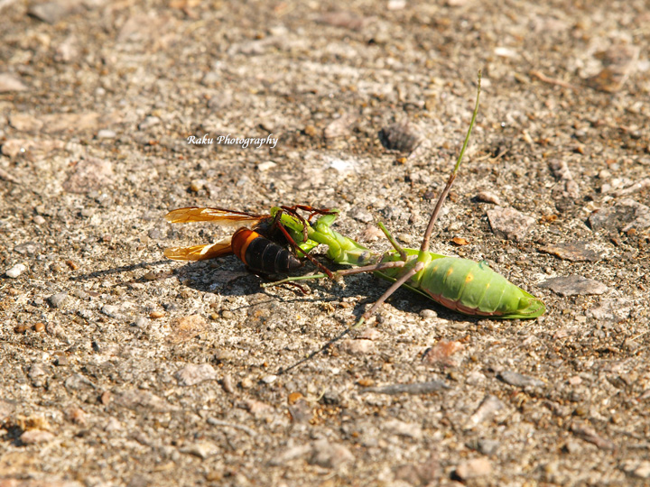 PA108019.jpg