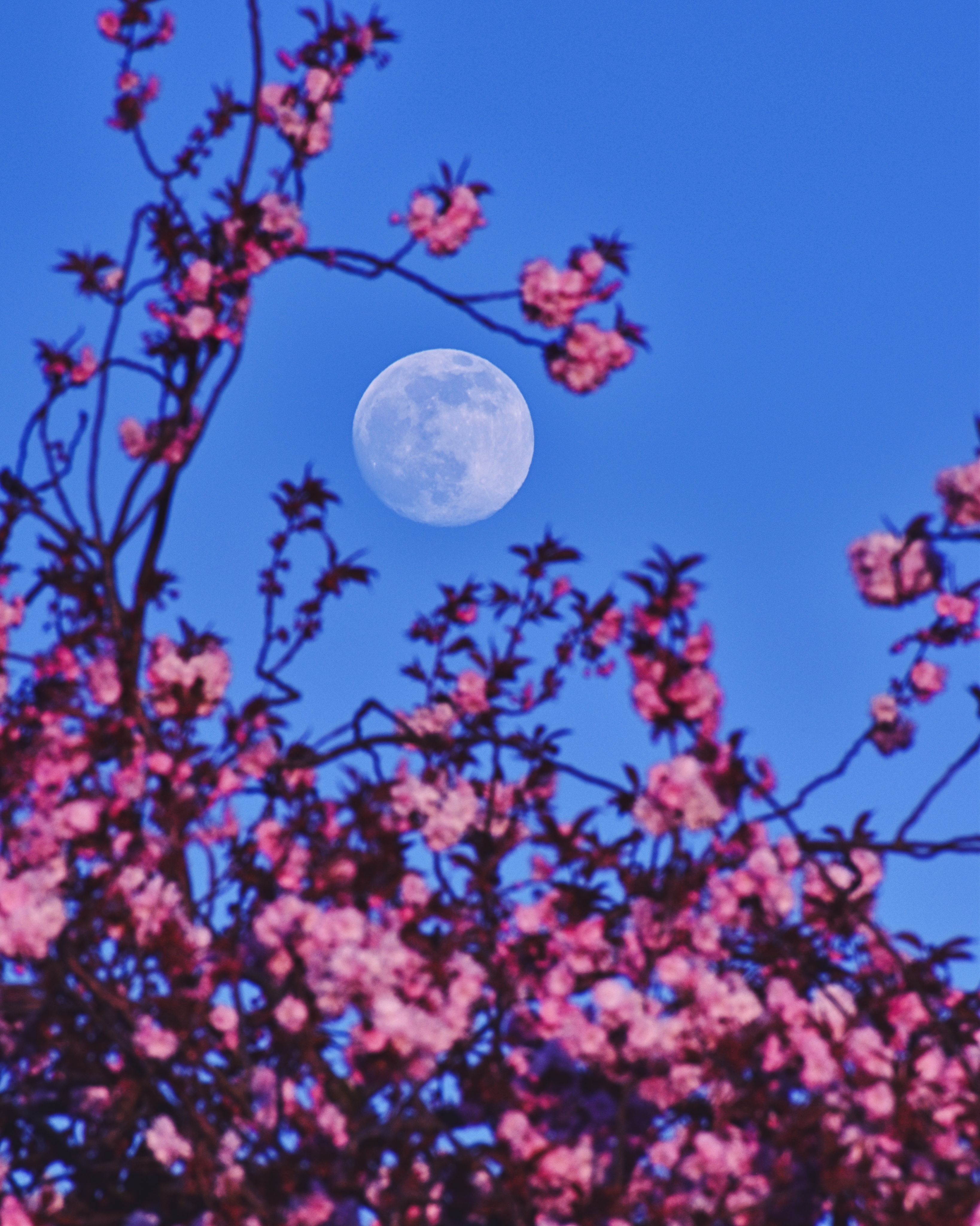 pink_moon.jpg
