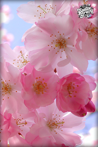 PinkFlowerBurst.jpg