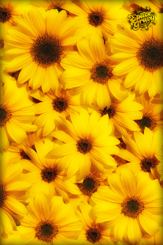 daisies.jpg