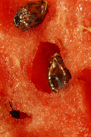 101307_watermelon_320x480.jpg