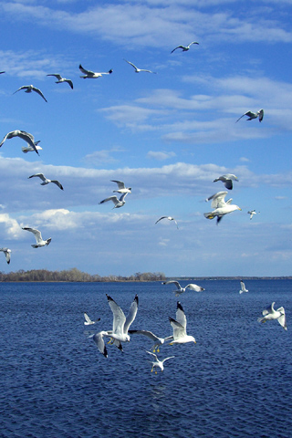 01240_seagulls_320x480.jpg
