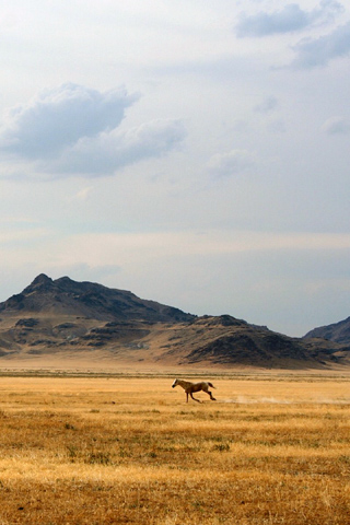 01245_wildhorse_320x480.jpg