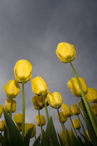 01332_lowangletulips_320x480.jpg