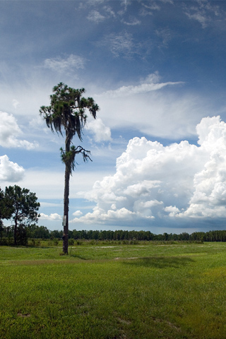 01335_aloneagainstthestorm_320x480.jpg