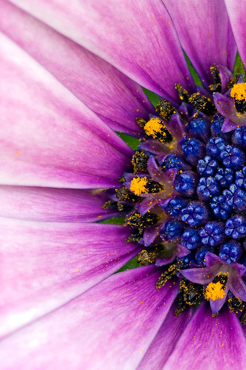 01359_flower29_320x480.jpg