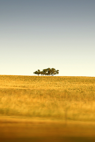 01364_saskatchewansonlytrees_320x480.jpg