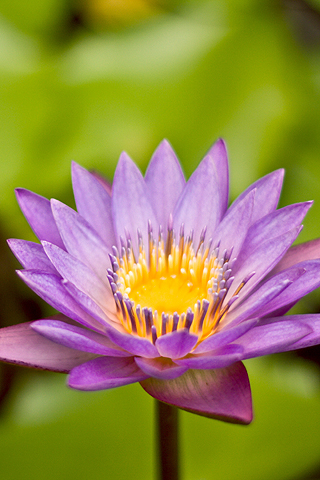 01378_ceruleannymph_320x480.jpg