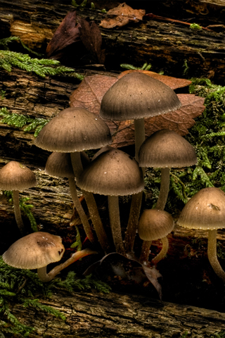 01410_mushroomsatjubileenaturetrailpark_320x480.jpg
