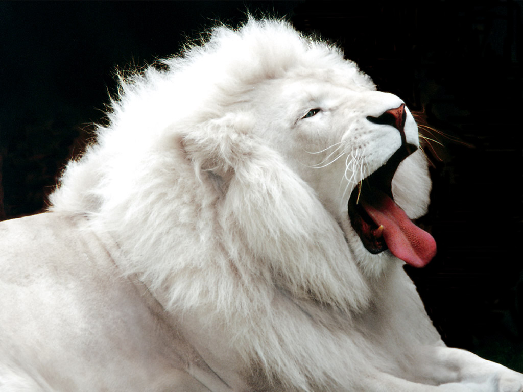 lion06_1024.jpg