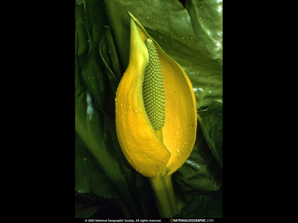 BK-SeeingGardensp120.jpg