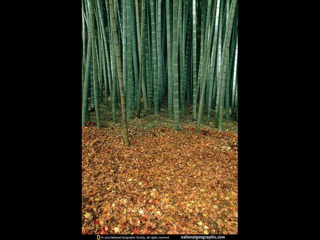 BK-SeeingGardensp29.jpg