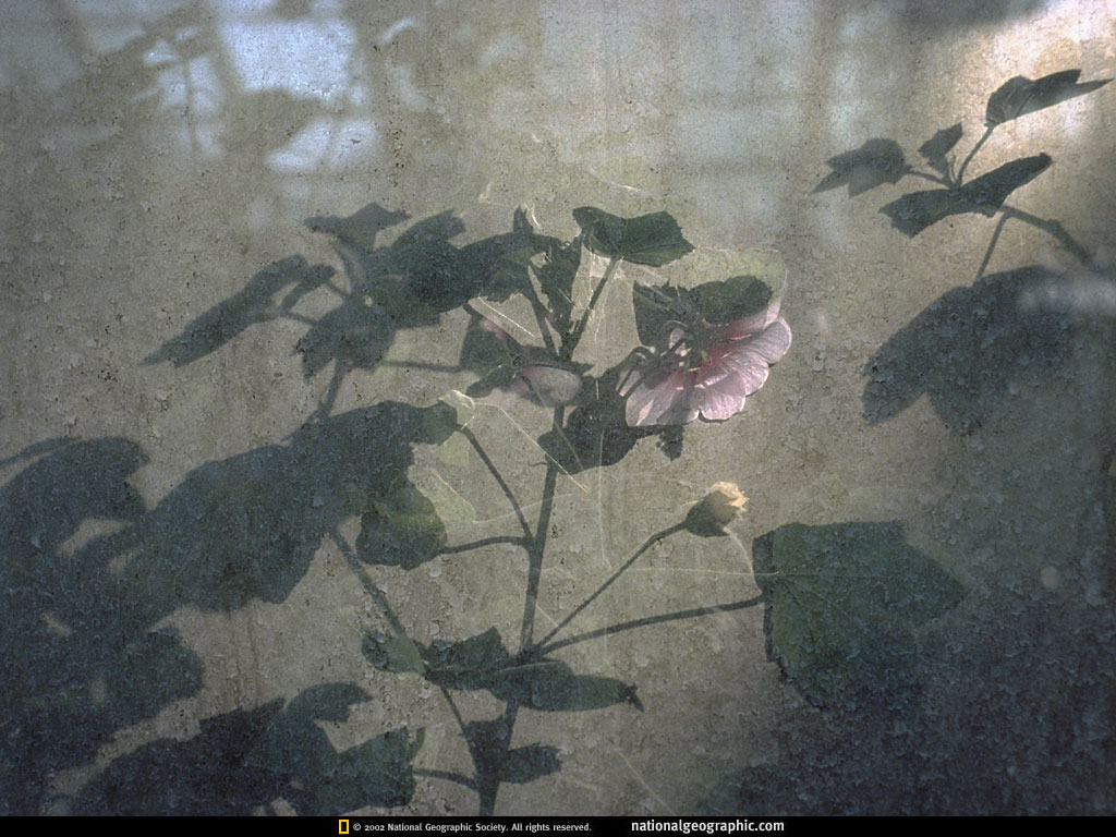 BK-SeeingGardensp73.jpg