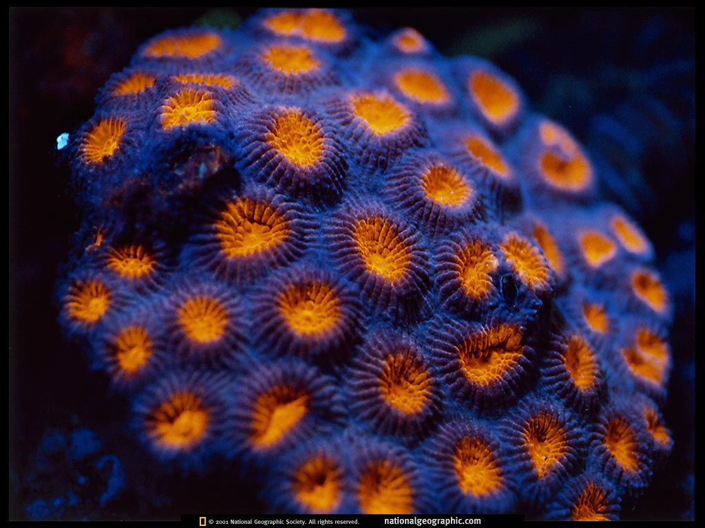 NGM08_1997_p35_7.jpg