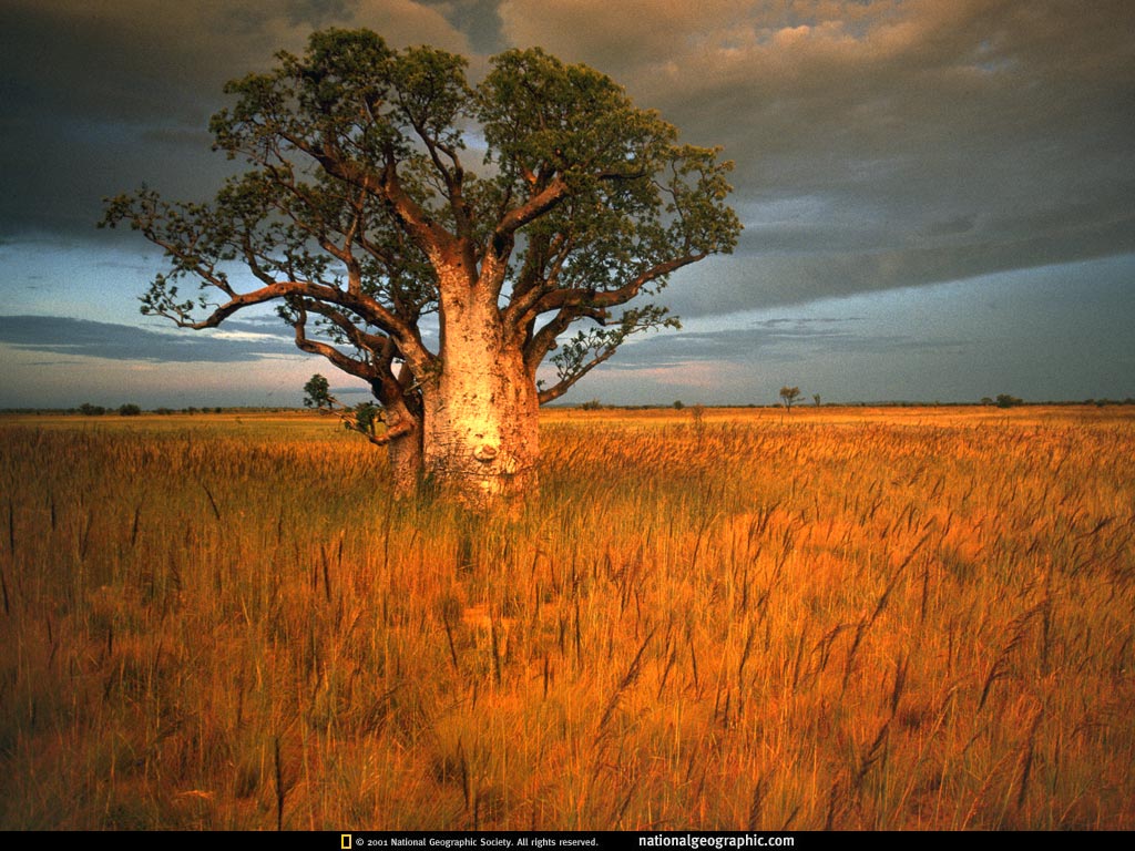 NGM1991_01p12-3.jpg