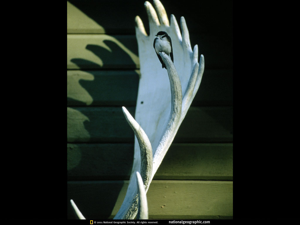 NGM1994_05p80.jpg