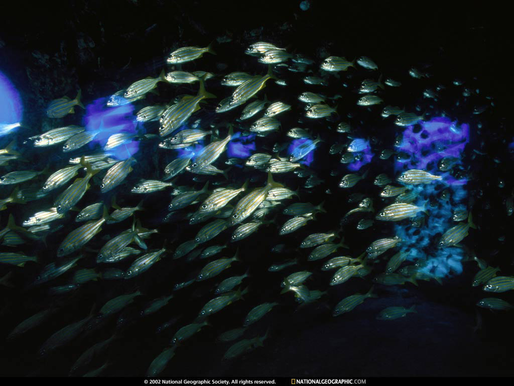 NGM1998_03p30Up.jpg