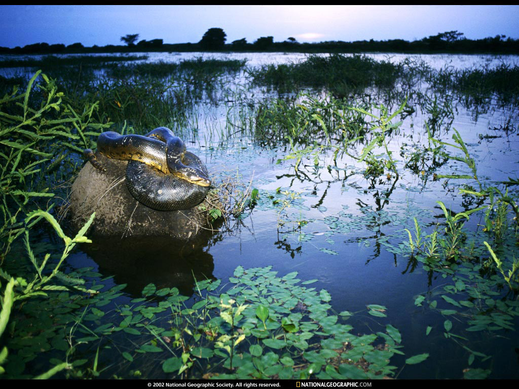 NGM1998_04p14-5.jpg