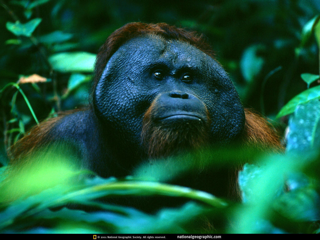 NGM1998_08p30-1.jpg