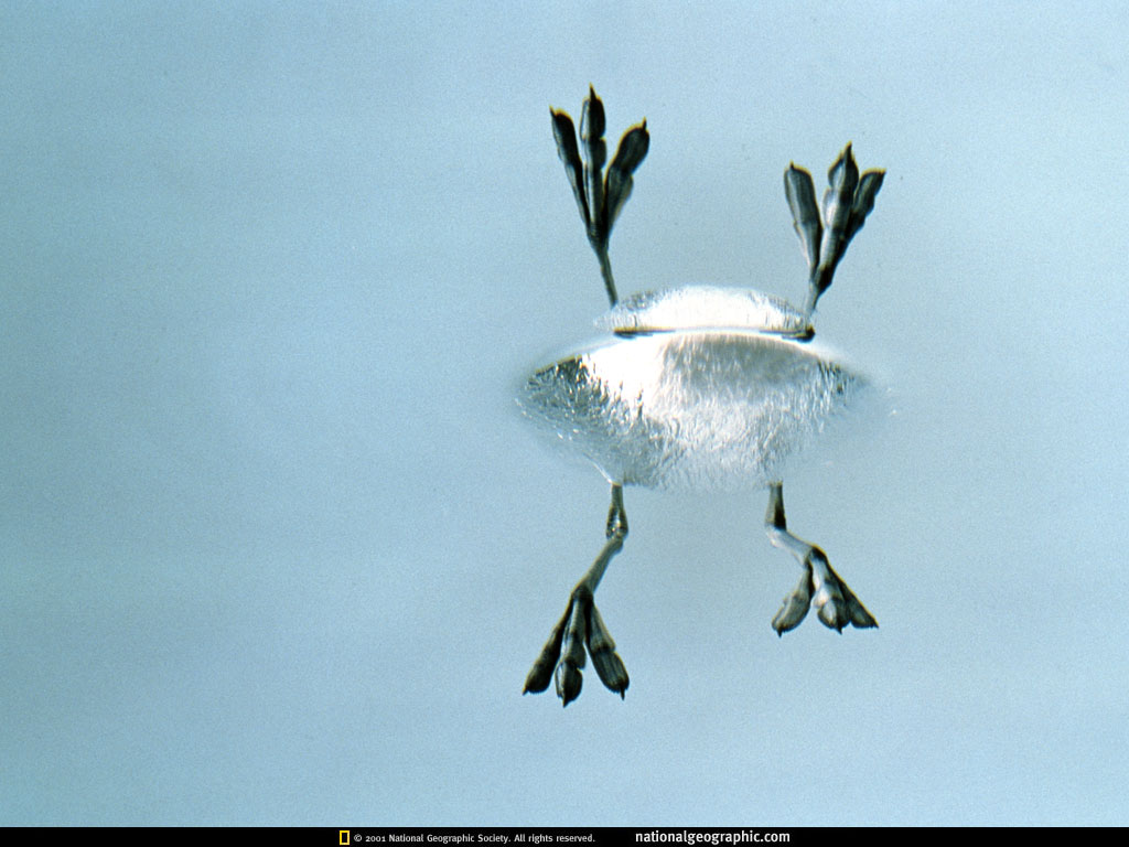 NGM2000_12pAsk.jpg